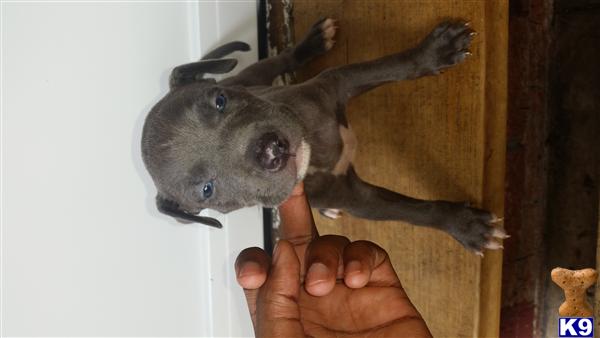 american pit bull puppy posted by orlando15