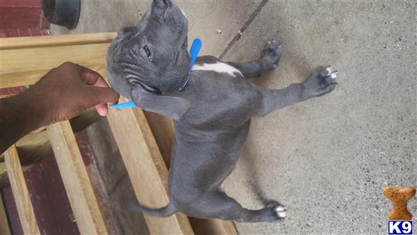 american pit bull puppy posted by orlando15