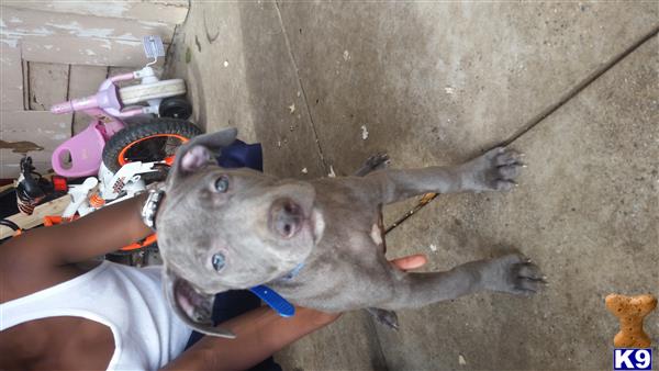american pit bull puppy posted by orlando15
