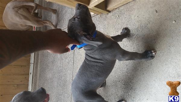 american pit bull puppy posted by orlando15