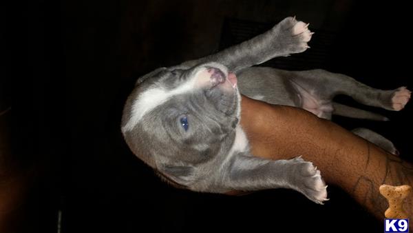 american pit bull puppy posted by orlando15