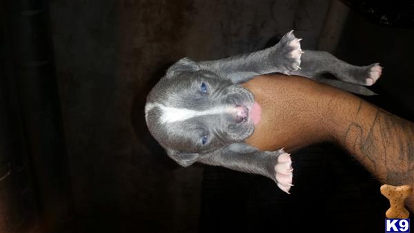american pit bull puppy posted by orlando15