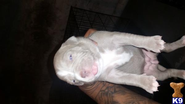 american pit bull puppy posted by orlando15