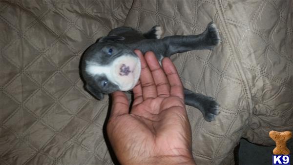american pit bull puppy posted by orlando15
