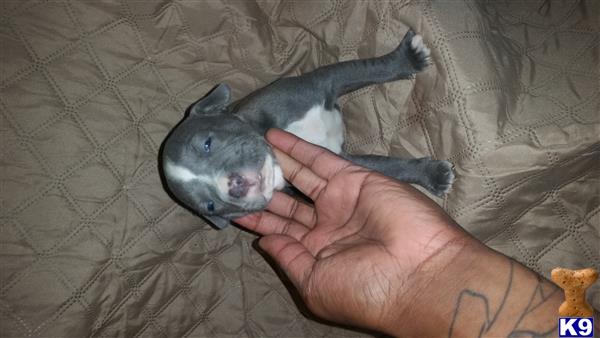 american pit bull puppy posted by orlando15