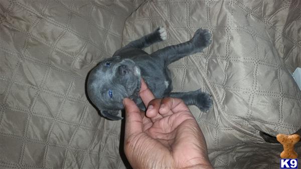 american pit bull puppy posted by orlando15
