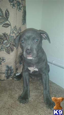 american pit bull puppy posted by orlando15