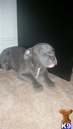 american pit bull puppy posted by orlando15