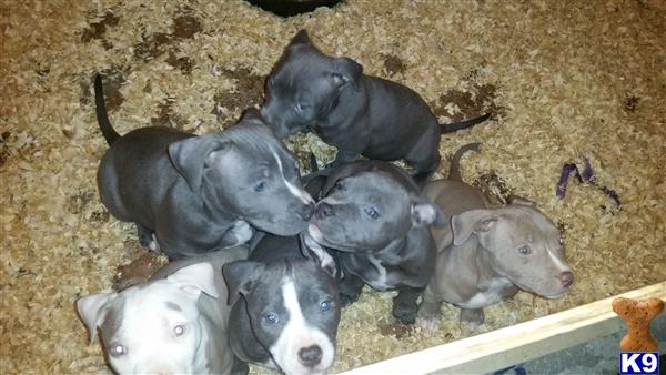 american pit bull puppy posted by orlando15