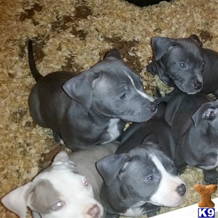 american pit bull puppy posted by orlando15