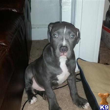 pitbull puppies for sale orlando american pit bull puppies for sale in pennsylvania pitbull puppies for sale orlando american pit bull puppies for sale in pennsylvania
