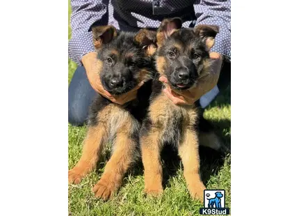a couple of german shepherd dogs