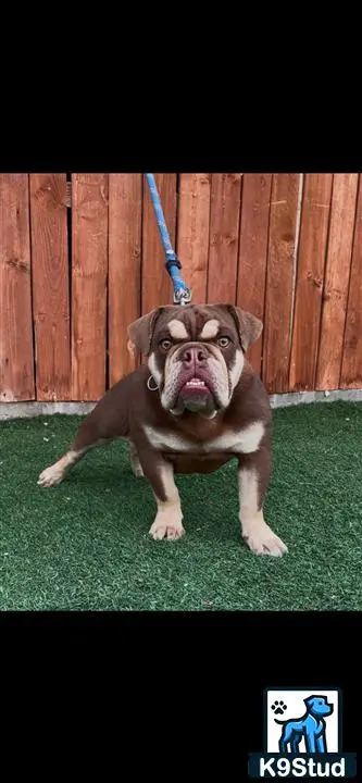 English Bulldog dog for sale: Brown and white English Bulldog standing on grass with a leash