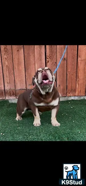 English Bulldog dog for sale: Brown English Bulldog sitting and smiling in front of a wooden fence