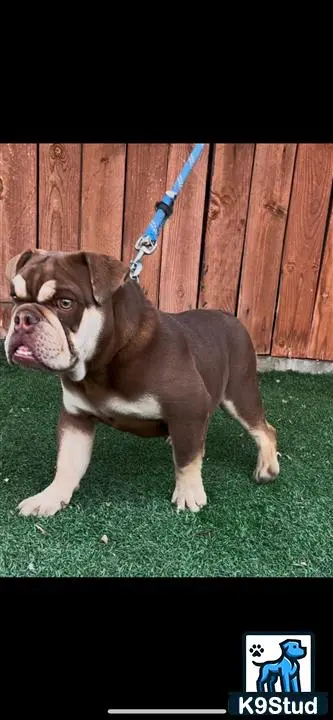 English Bulldog dog for sale: Brown and white English Bulldog standing on grass near a wooden fence