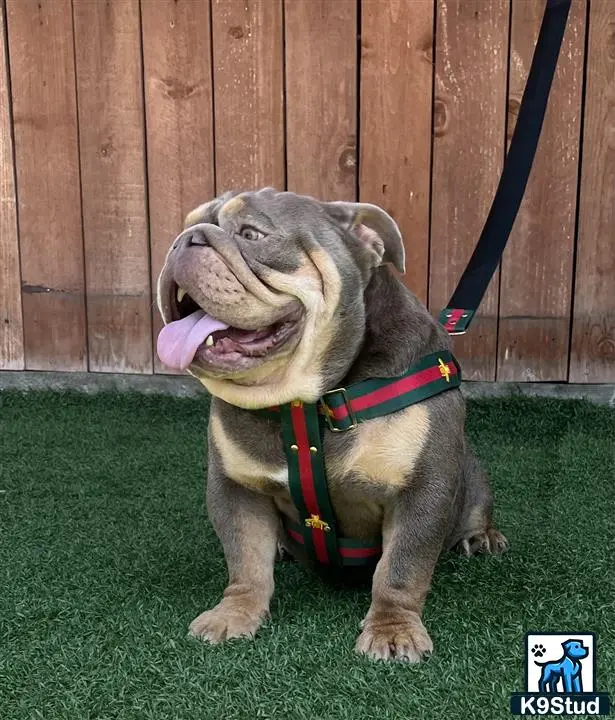 English Bulldog stud dog: a english bulldog dog sitting on grass