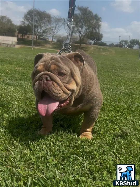 English Bulldog stud dog: a english bulldog dog with its tongue out