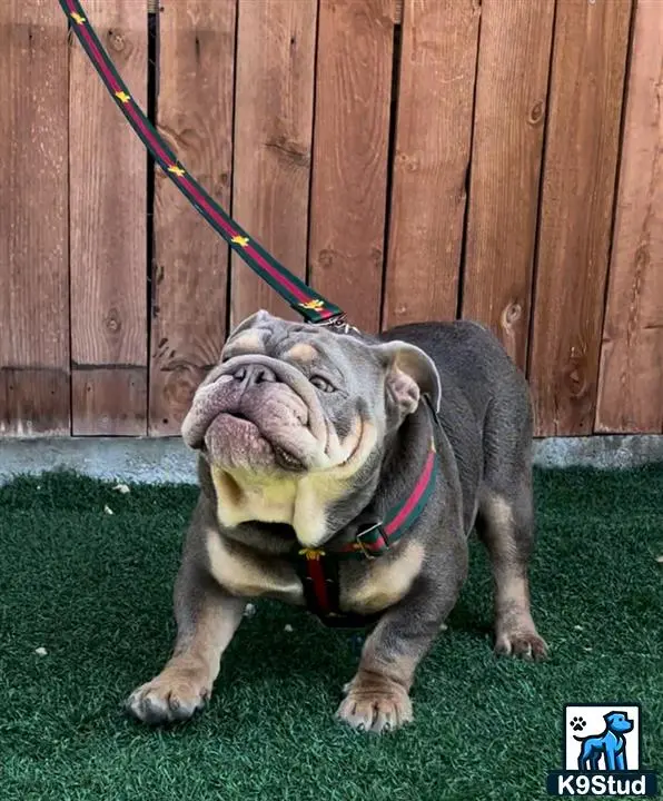 English Bulldog stud dog: a english bulldog dog on a leash