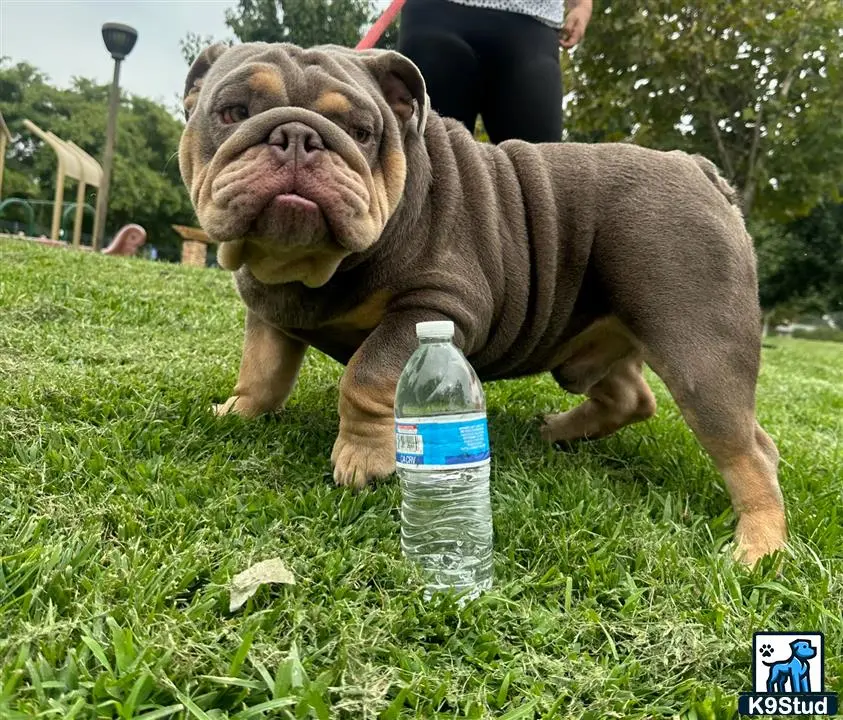 English Bulldog stud dog: a english bulldog dog with its mouth open and a water bottle in front of it