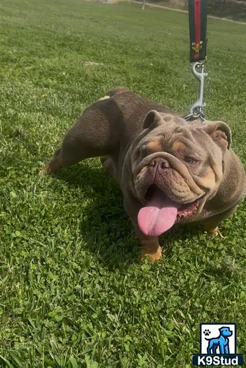 English Bulldog stud dog: a english bulldog dog lying on grass