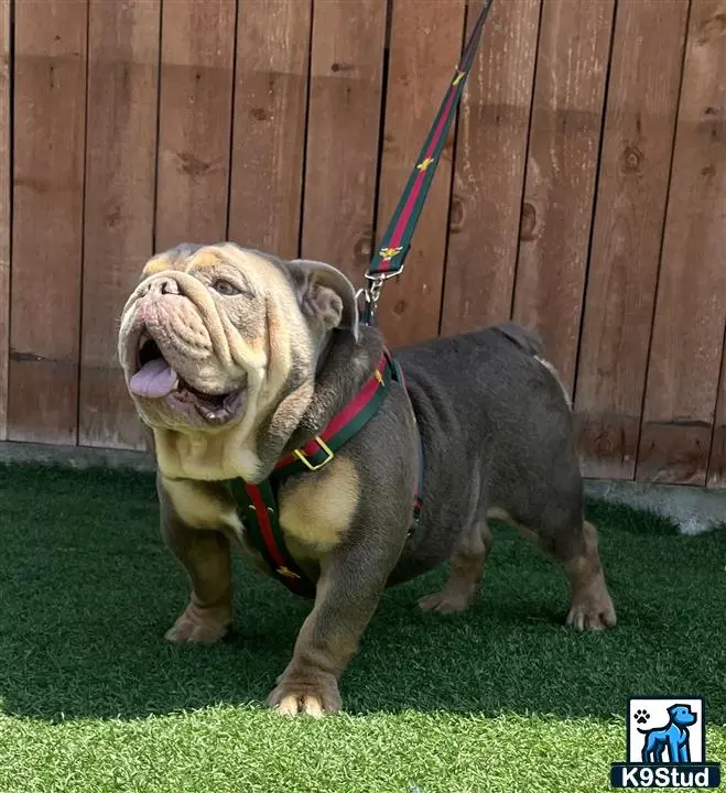 English Bulldog stud dog: a english bulldog dog with a leash