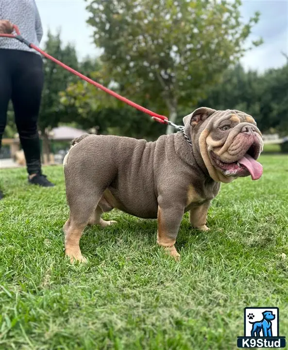 English Bulldog stud dog: a english bulldog dog on a leash on grass