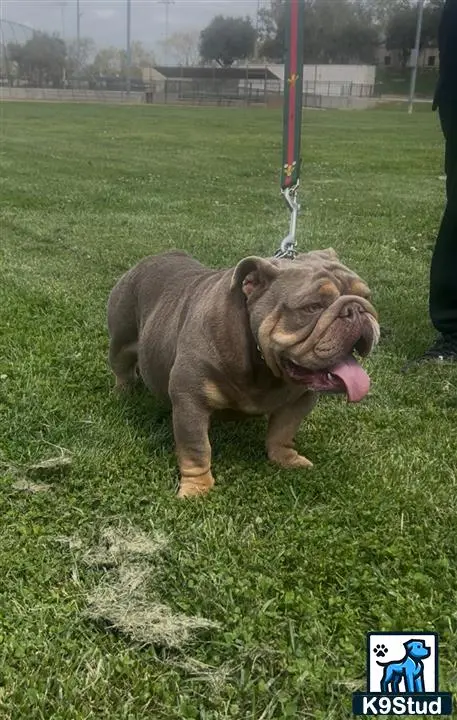 English Bulldog stud dog: a english bulldog dog standing on grass