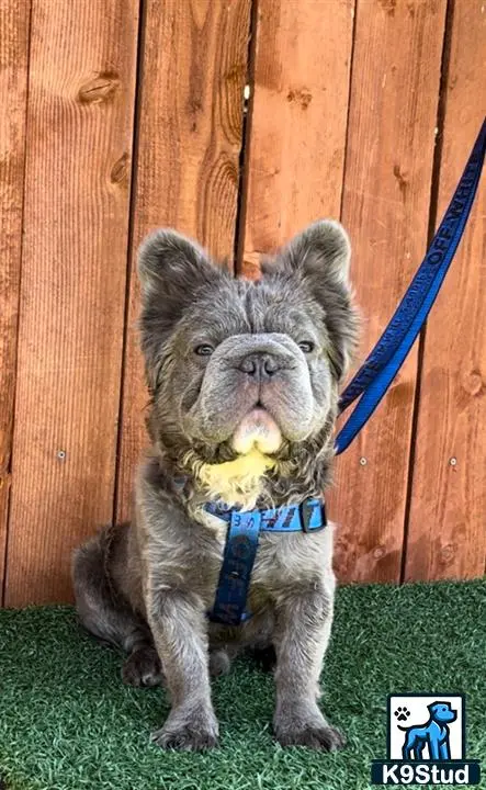 French Bulldog stud dog: a grey french bulldog dog with a blue collar