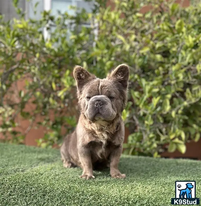 French Bulldog stud dog: a small french bulldog dog sitting on grass
