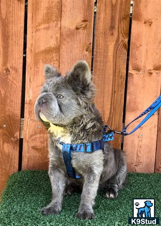French Bulldog stud dog: a french bulldog dog with a tennis ball in its mouth
