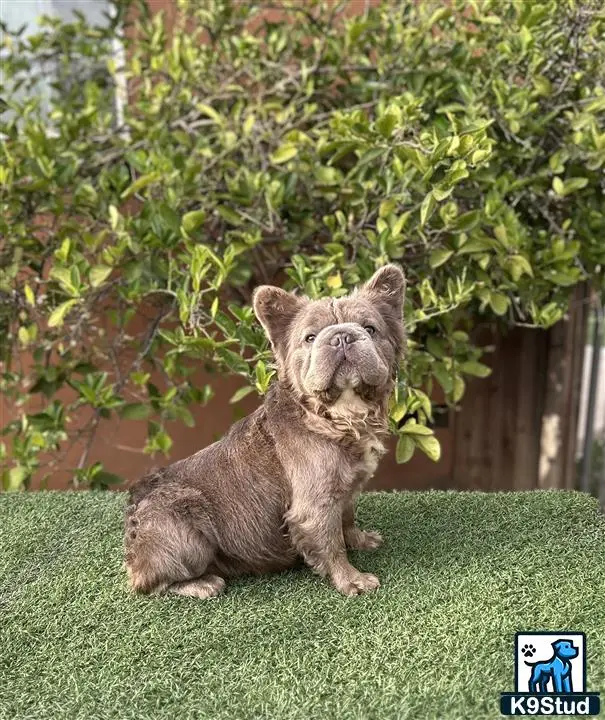 French Bulldog stud dog: a small animal sitting on grass