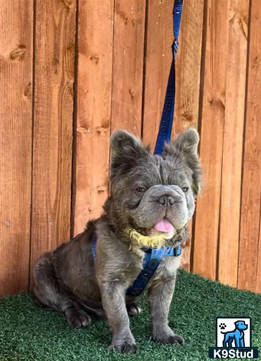 French Bulldog stud dog: a french bulldog dog sitting on the grass