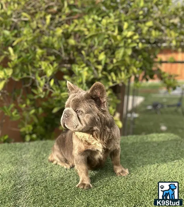 French Bulldog stud dog: a french bulldog dog sitting on grass