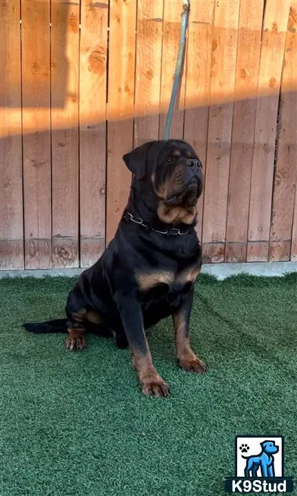 Rottweiler stud dog: a rottweiler dog sitting on a green lawn