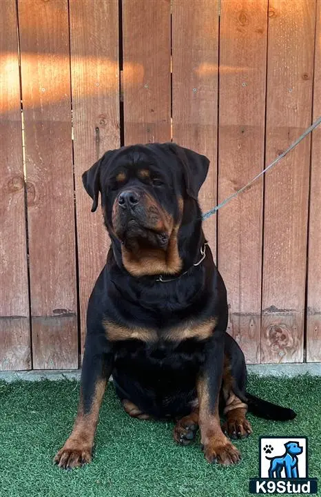Rottweiler stud dog: a black rottweiler dog sitting on a green carpet