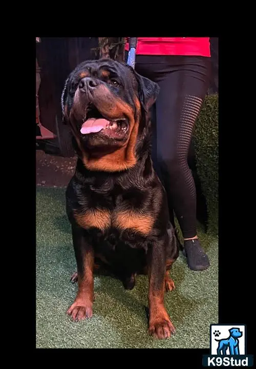 Rottweiler stud dog: a rottweiler dog with a tire on its head