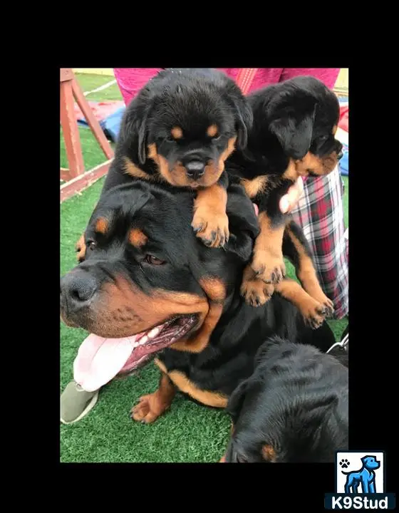 Rottweiler stud dog: a group of rottweiler puppies