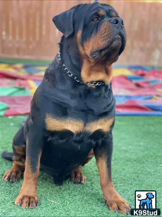Rottweiler stud dog: a rottweiler dog sitting on the grass