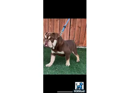 English Bulldog puppy for sale: a english bulldog dog on a leash