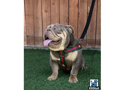 English Bulldog stud dog: a english bulldog dog sitting on grass