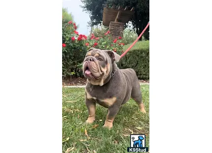 English Bulldog stud dog: a english bulldog dog on a leash