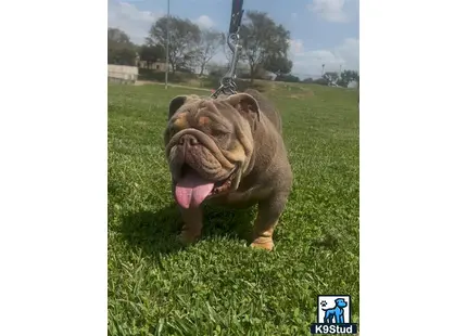 English Bulldog stud dog: a english bulldog dog with its tongue out