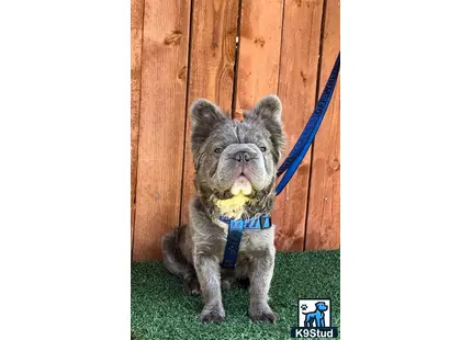 French Bulldog stud dog: a grey french bulldog dog with a blue collar