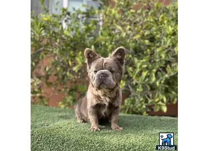 French Bulldog stud dog: a small french bulldog dog sitting on grass