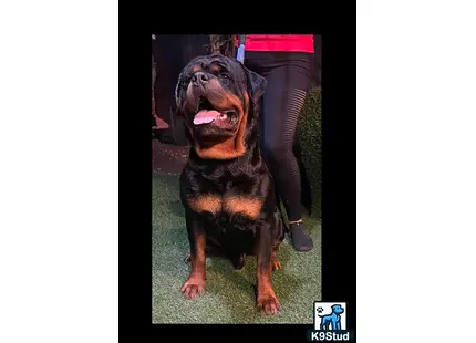 Rottweiler stud dog: a rottweiler dog with a tire on its head