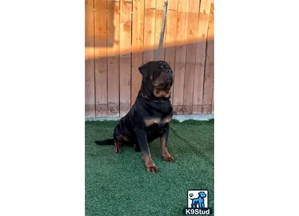 Rottweiler stud dog: a rottweiler dog sitting on a green lawn