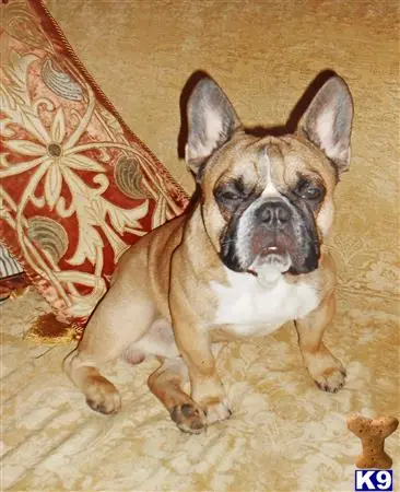 French Bulldog stud dog