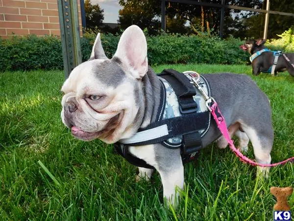 French Bulldog stud dog