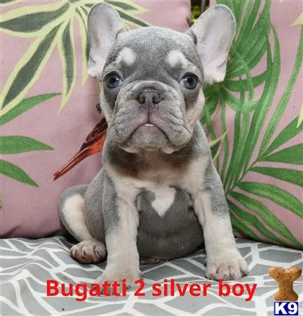 French Bulldog puppy for sale