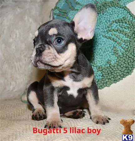 French Bulldog puppy for sale